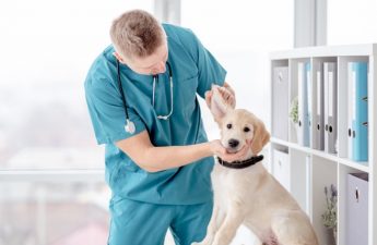 Ветеринарные